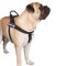 Bullmastiff Nylon All Weather Harness