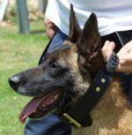 Hetz-Hundehalsband aus Leder mit Griff für Malinois