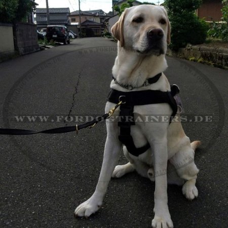 Labrador Hetz-Hundehalsband aus Leder mit Griff