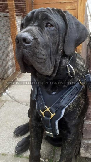 Bestseller Cane Corso Edles Hundegeschirr aus Leder