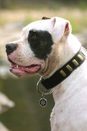 Hundehalsband aus Leder Messingschildern für American Bulldog