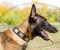 Malinois Attraktives Nylonhalsband mit Silberplatten