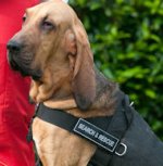 Bestseller Bloodhound Nylon Hundegeschirr mit Klettlogos