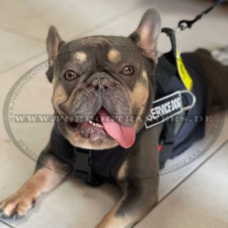 Dog Harness French Bulldog with Patches, Training