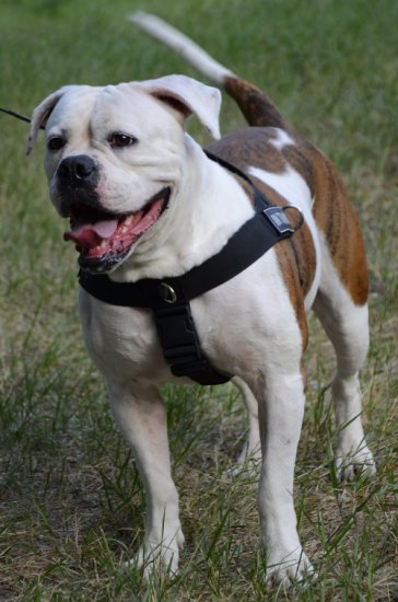 Bestseller Allwetter-Hundegeschirr aus Nylon für Amerikanische Bulldogge