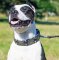 Pitbull Terrier Leder Hundehalsband mit Platten aus Messing