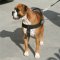 Bestseller Allwetter-Hundegeschirr aus Nylon für Deutschen Boxer