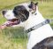 Amerikanischer Pitbull Terrier Leder Halsband