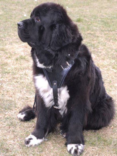 Agitation Leather Dog Harness for Newfoundland - Click Image to Close