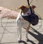 Pitbull Hundemaulkorb für Polizeihund und K9 Hund