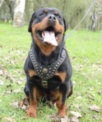 Rottweiler Hundegeschir Leder | Edles mit Nieten ❺❺❺