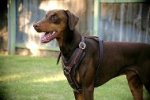 Bestseller Edles Hundegeschirr aus Leder für Dobermann