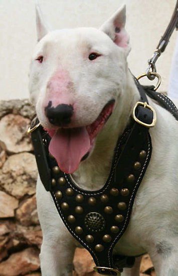 Bullterrier Edles mit Nieten Hundegeschirr aus Leder