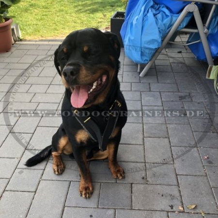 Bestseller! Rottweiler Bester Hundegeschirr aus Leder für Hunde-Ausbildung