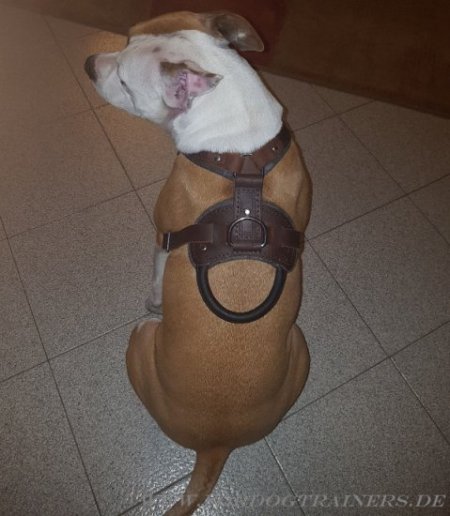 Agitation Leather Dog Harness for Amstaff