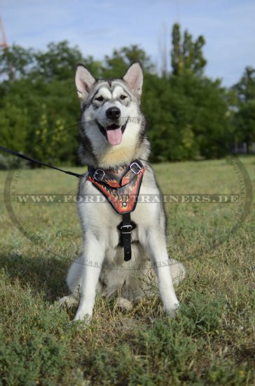 Alaskan Malamute Geschirr mit Flamme | Hundegeschirr Leder