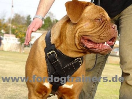 Leather Dog Harness for Schutzhund and Attack