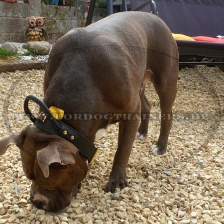 Halsband aus Leder mit Griff für Amerikanische Bulldogge