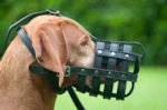 Komfortabler Leder Maulkorb für Rhodesian Ridgeback