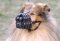 Bestseller Collie Leichter Hundemaulkorb aus Leder M41