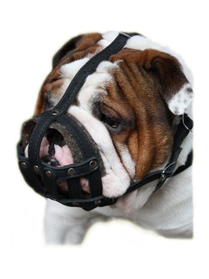 Bestseller Maulkorb Leder Gepolstert | Englische Bulldogge Beißkorb ★ - zum Schließen ins Bild klicken