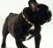 Leather Collar for French Bulldog | Exclusive Plates