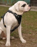 Bestseller Hundegeschirr K9 Leder für Amerikanische Bulldogge, Gepolstert