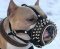 Maulkorb aus Leder für Pitbull Terrier, genietet