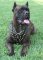 Cane Corso Edles mit Nieten Hundegeschirr aus Leder