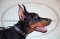 Dobermann Hunde Halsband Leder