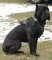 Bestseller Cane Corso Edles Hundegeschirr aus Leder