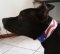 Hundehalsband für Amstaff als Amerikanische Flagge