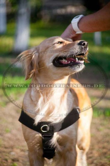 Bestseller Hundegeschirr K9 Golden Retriever mit Klettlogos