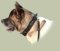 Husky Leather dog collar with handle, TOP