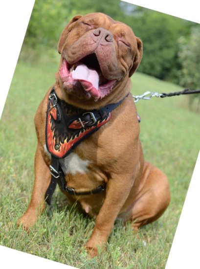Designer Dog Harness for Dogue de Bordeaux with Flame Picture! - Click Image to Close