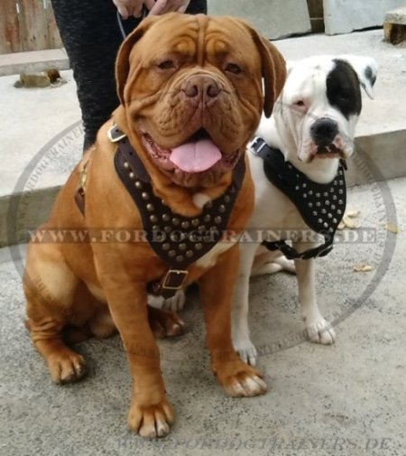 Dog Harness with Gold Colored Studs | Leather Harness