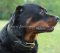 Bestseller! Leather dog collar with handle for Rottweiler