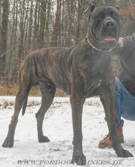 Feines Halsband mit Nieten für Amerikanische Bandogge