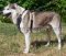 Hundegeschirr-Nieten für Laika|Geschirr für Ausbildung und Spo
