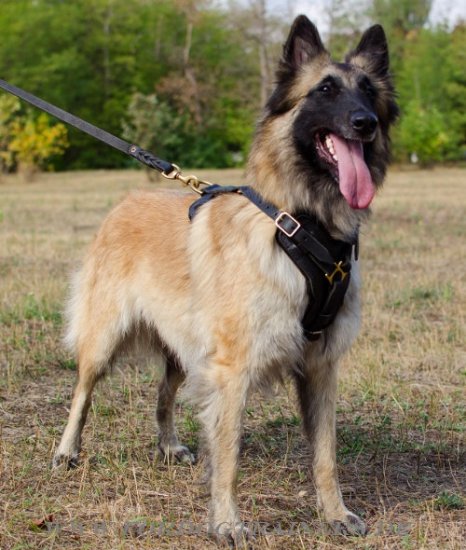 K9 Hundegeschirr aus Leder Tervueren