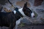 Bullterrier Hundehalsband mit Spikes-Design