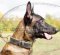 Royal Malinois Lederhalsband | Hundehalsband mit Nappa