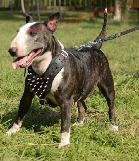 Spiked leather dog harnesses for Bull Terrier - Click Image to Close