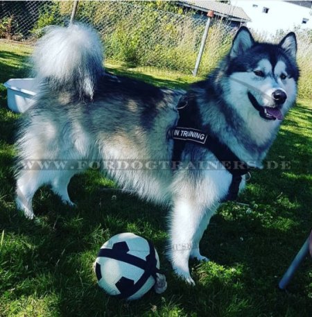 Alaskan Malamute Nylongeschirr für Service- und Diensthunde