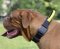 Nylon Dog Collar | Dogue de Bordeaux Collar with Handle