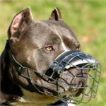 Amerikanischer Pitbull Bester Hundemaulkorb aus Draht