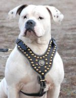 American Bulldog Edles mit Nieten Hundegeschirr aus Leder