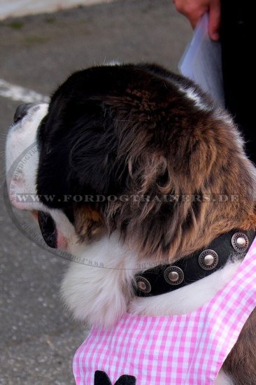 Nylon Hundehalsband mit Silber Konchen genietet