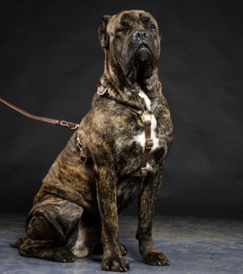 Hundegeschirr aus Leder für Cane Corso ❺