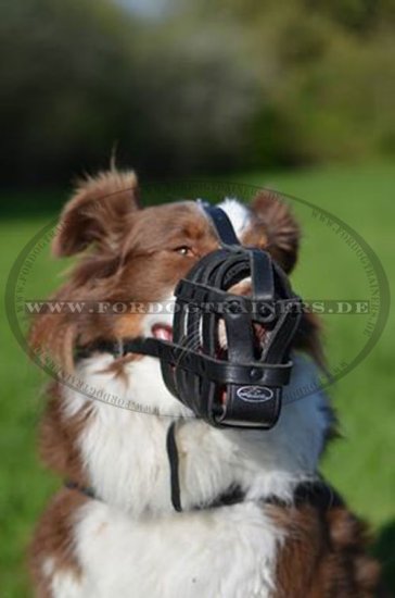 Leder Maulkorb für Australian Schäferhund in bequemem Design